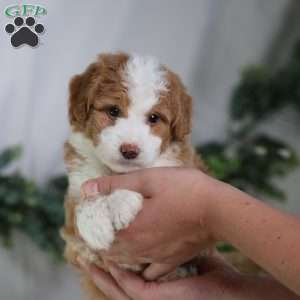 Dash, Mini Bernedoodle Puppy
